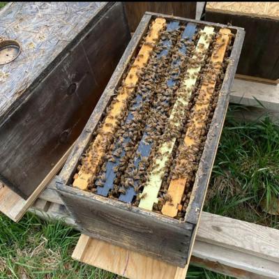Bee NUC 5 Frame With Marked Queen (Late April/Early May)