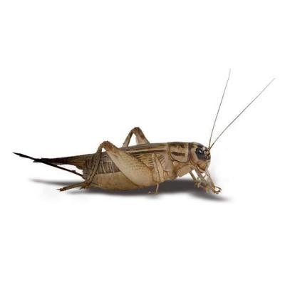 Crickets Live 50 Count - 3/4 Inch
