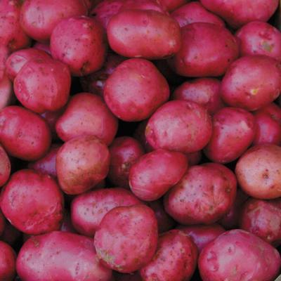 Seed Potatoes Red Norland 50 lb.