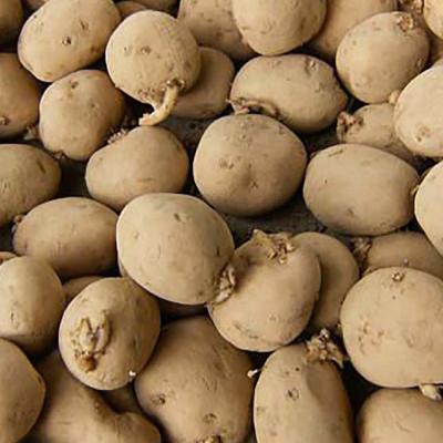 Seed Potatoes Katahdin 50 lb.