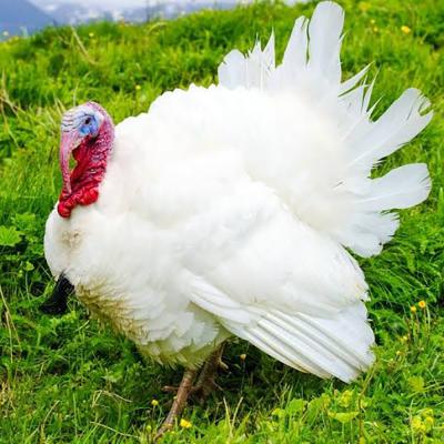 Broad Breasted White Turkey Week Old Straight Run - 2 Minimum