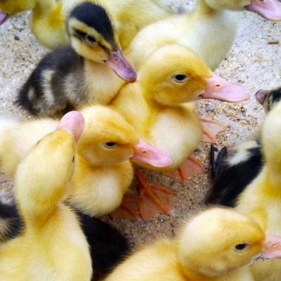 Ducklings Assorted Straight Run