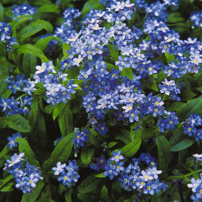 Ferry Morse Annual Seeds Forget Me Not Chinese 2 G