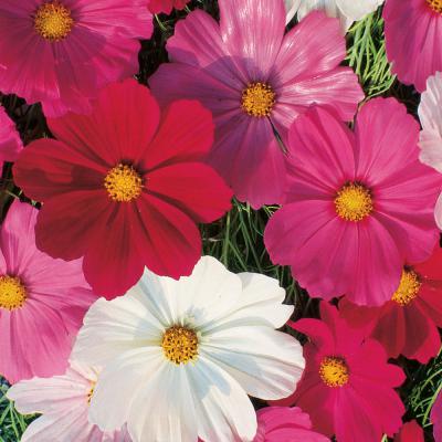 Ferry Morse Annual Seeds Cosmos Sensation Mixed Colors 800 MG