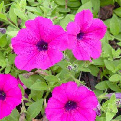 Ferry Morse Annual Seeds Petunia Dwarf Bedding Mixed Colors 100 MG