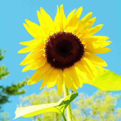Ferry Morse Annual Seeds Sunflower American Giant Hybrid 1 G