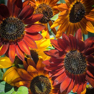Ferry Morse Annual Seeds Sunflower Evening Sun Mixed Colors 1.5 G