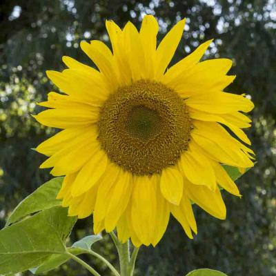 Ferry Morse Annual Seeds Sunflower Mammoth 6.2 G