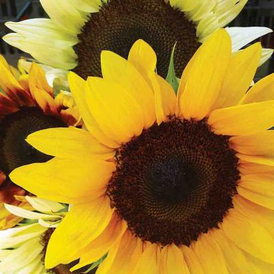 Ferry Morse Annual Seeds Sunflower Mixed Colors 1 G