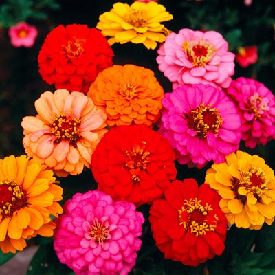 Ferry Morse Annual Seeds Zinnia Lilliput Mixed Colors 700 MG
