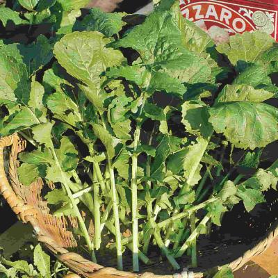 Ferry Morse Vegetable Seeds Arugala Roquette Heirloom Variety 700 MG
