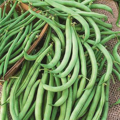 Ferry Morse Vegetable Seeds Bean Tendergreen Improved (Bush) 14 G