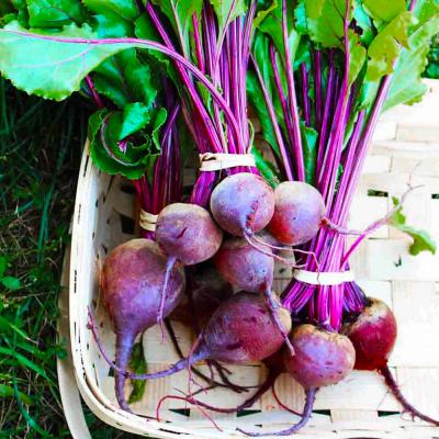 Ferry Morse Vegetable Seeds Beet Tall Top Early Wonder 3.5 G