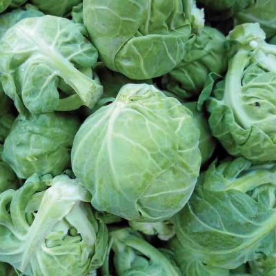 Ferry Morse Vegetable Seeds Brussel Sprouts Catskill 1.1 G