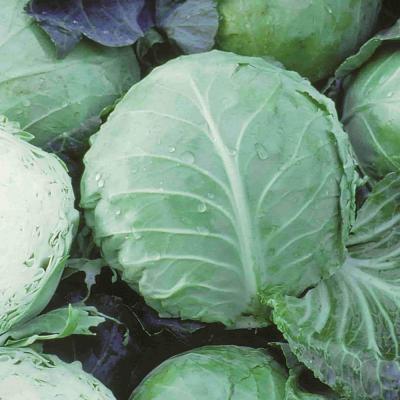 Ferry Morse Vegetable Seeds Cabbage Early Golden Acre 600 MG