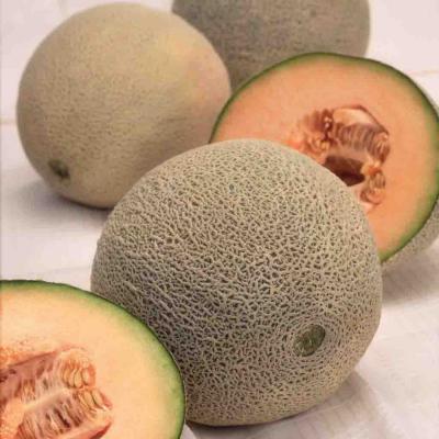 Ferry Morse Vegetable Seeds Cantaloupe Hale's Best Jumbo 2.4 G