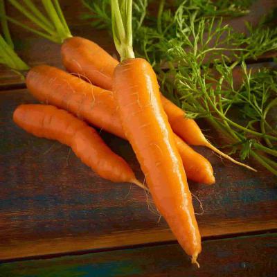 Ferry Morse Vegetable Seeds Carrot Chatenay Red Cored Heirloom Variety 1.7 G