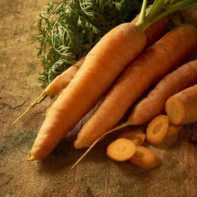 Ferry Morse Vegetable Seeds Carrot Scarlet Nantes Heirloom Variety 1.7 G