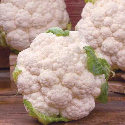 Ferry Morse Vegetable Seeds Cauliflower Snowball X 475 MG