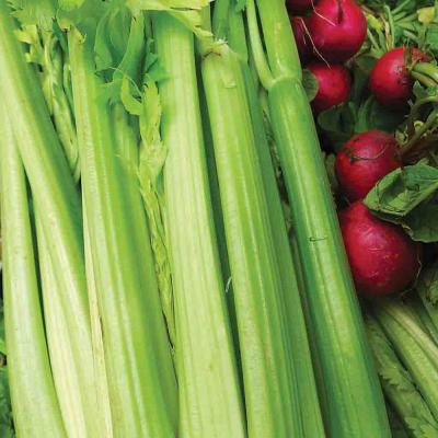 Ferry Morse Vegetable Seeds Celery Tall Utah 5270R Improved 450 MG