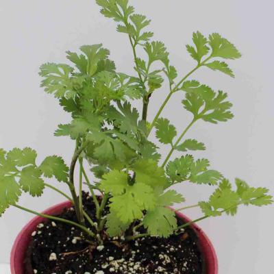 Ferry Morse Herb Seeds Cilantro Coriander Sow Easy 150 Seeds