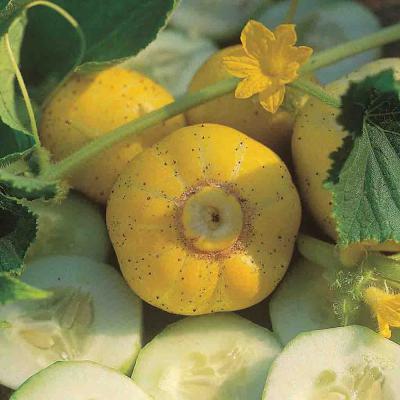 Ferry Morse Vegetable Seeds Cucumber Lemon 900 MG