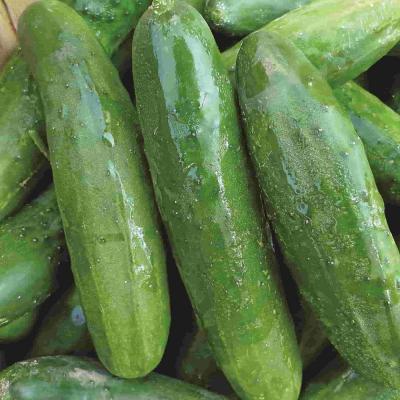 Ferry Morse Vegetable Seeds Cucumber Poinset 76 900 MG