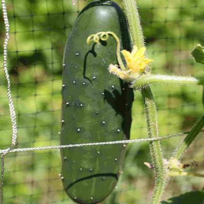 Ferry Morse Vegetable Seeds Cucumber Slicer Sow Easy 100 Seeds