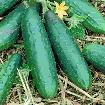 Ferry Morse Vegetable Seeds Cucumber Spacemaster (Bush-Type) 750 MG