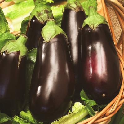 Ferry Morse Vegetable Seeds Eggplant Black Beauty Heirloom Variety 200 MG