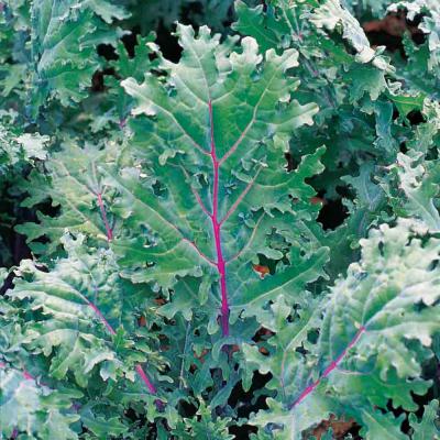 Ferry Morse Vegetable Seeds Kale Red Russian 1.5 G
