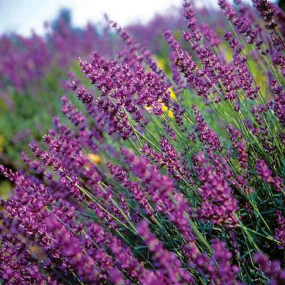 Ferry Morse Herb Seeds Lavender True Sow Easy 250 Seeds