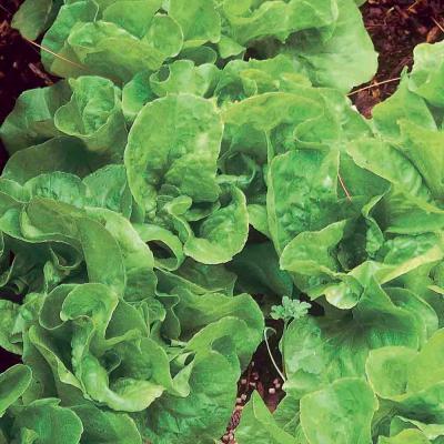 Ferry Morse Vegetable Seeds Lettuce Bib Heirloom Variety 1 G
