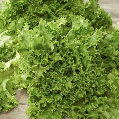 Ferry Morse Vegetable Seeds Lettuce Green Salad Bowl 625 MG