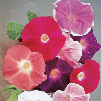 Ferry Morse Annual Seeds Morning Glory Giant Mixed Colors 1.5 G
