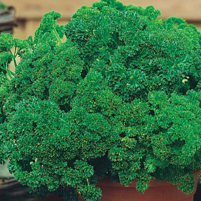 Ferry Morse Herb Seeds Parsley Extra Triple Curled 1.25 G