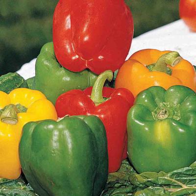 Ferry Morse Vegetable Seeds Pepper Bell Color Mix Sow Easy 100 Seeds