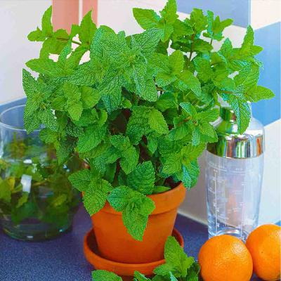Ferry Morse Herb Seeds Peppermint 100 MG