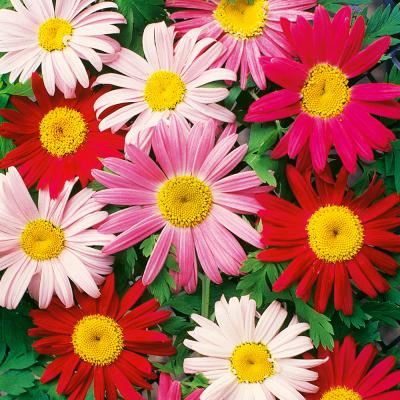 Ferry Morse Perennial Seeds Painted Daisy Single Mixed 140 MG