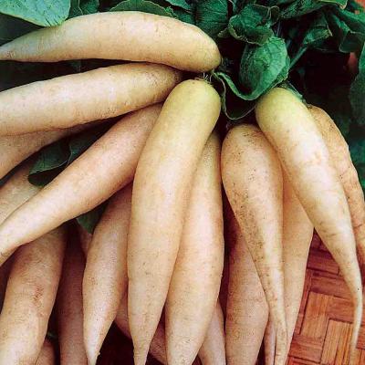 Ferry Morse Vegetable Seeds Radish Icicle Short Top 2.5 G