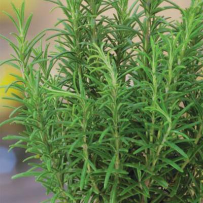 Ferry Morse Herb Seeds Rosemary Sow Easy 100 Seeds