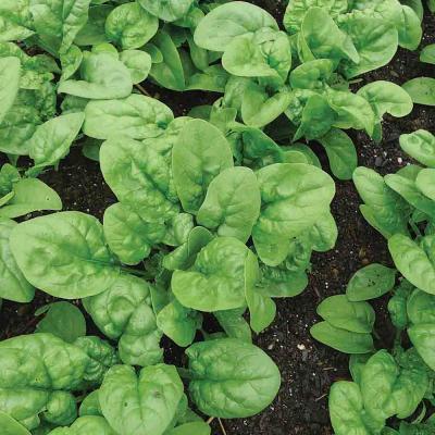 Ferry Morse Vegetable Seeds Spinach Bloomsdale Long Standing 3 G