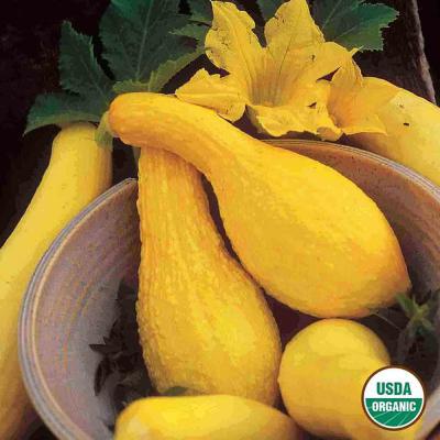Ferry Morse Vegetable Seeds Squash Early Summer Crookneck Heirloom Variety 3.25 G