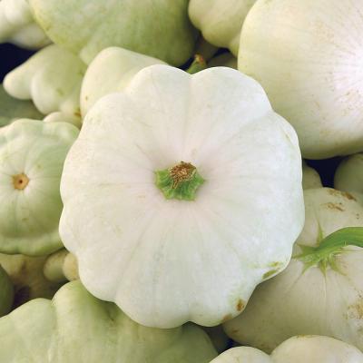 Ferry Morse Vegetable Seeds Squash Early White Bush Scallop 3.5 G
