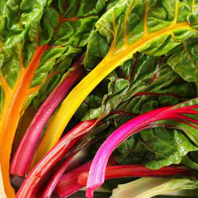 Ferry Morse Vegetable Seeds Swiss Chard Mixed Colors 1 G