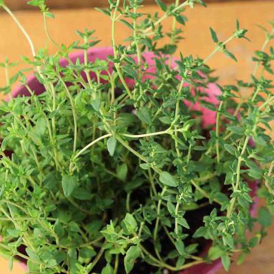 Ferry Morse Herb Seeds Thyme Sow Easy 250 Seeds