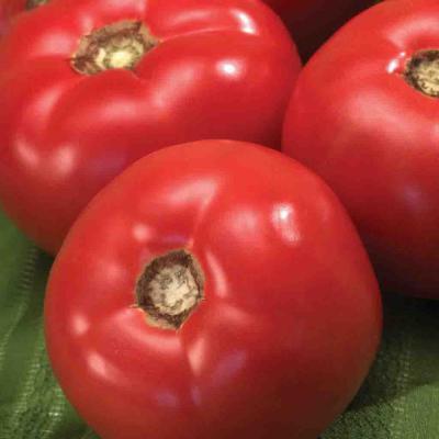 Ferry Morse Vegetable Seeds Tomato Beefmaster Hybrid Pelleted 15 Seeds