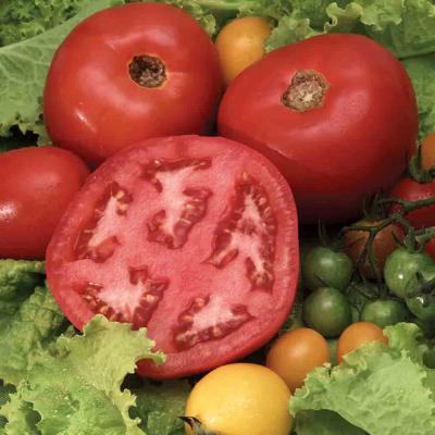 Ferry Morse Vegetable Seeds Tomato Beefsteak Sow Easy 50 Seeds