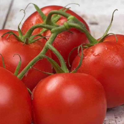 Ferry Morse Vegetable Seeds Tomato Better Boy Hybrid 15 Seeds