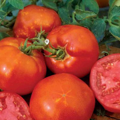 Ferry Morse Vegetable Seeds Tomato Big Boy Hybrid Pelleted Heirloom Variety 15 Seeds